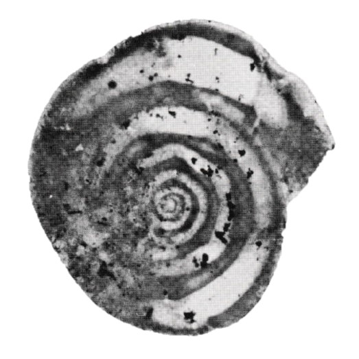 Fischerina ? carinata Peybernes, 1984