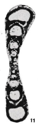 Fischerina ? carinata Peybernes, 1984