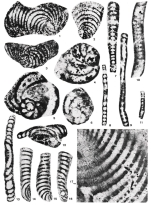 Broeckinella aragonensis Peybernès, 1984