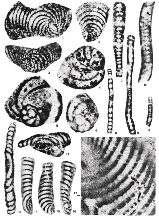 Broeckinella aragonensis Peybernès, 1984