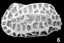 Holotype of Quasibradleya pseudoandamanae Mostafawi, Nabavi &amp; Moghaddasi, 2010 
