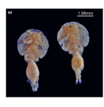 Euryphorus brachypterus (Gerstaecker, 1853)