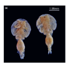 Euryphorus brachypterus (Gerstaecker, 1853)