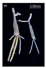 Brachiella elegans Richiardi, 1880Weston, M., I. Nunkoo, C. Reed & C.D. van der Lingen. (2021). Ectoparasites infecting the heads and gills of commercially valuable marine fishes in South Africa. African Zoology. 56(4):303-311. Oct 2021.