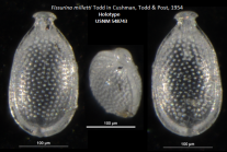 Holotype Images of the Fissurina milletti Todd in Cushman, Todd & Post, 1954 