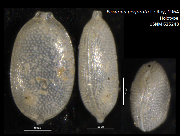 HOLOTYPE of Fissurina perforata Le Roy, 1964 