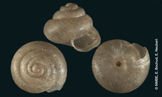 Helix plagioptycha Shuttleworth, 1854