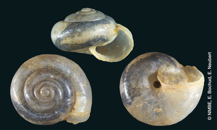 Helix subaquila Shuttleworth, 1854