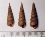 Caenogastropoda