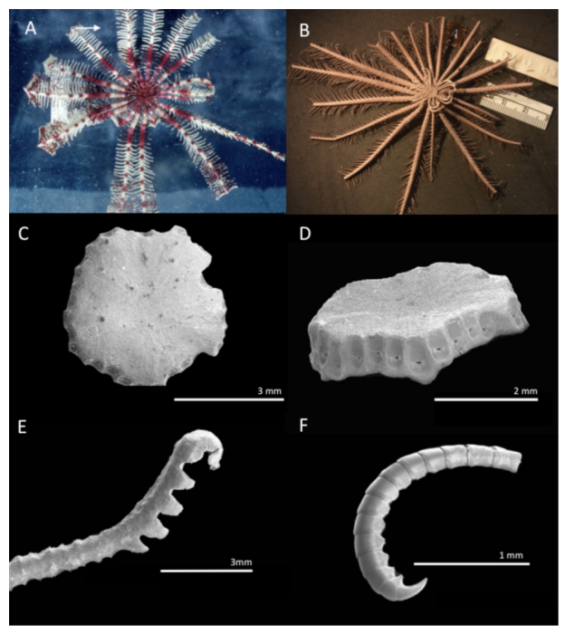 Capillaster crypticus, holotype (II-10-83-1, North Point Reef, Lizard Island)