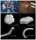 Capillaster crypticus, holotype (II-10-83-1, North Point Reef, Lizard Island)