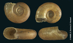 Planorbis circumlineatus Shuttleworth, 1854