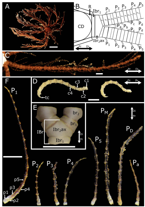 Nesometra integra n. sp, external morphology, holotype (A–D, F: NSMT E-14402), paratype (E: NSMT E-14405).