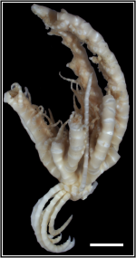 Notocrinus messingi sp. nov. Holotype (MACN–In 44604)