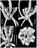 Poecilometra baumilleri