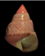 Jujubinus roseus