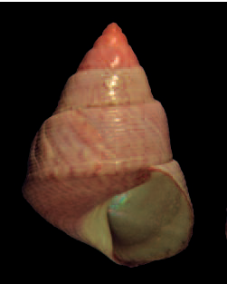 Jujubinus roseus