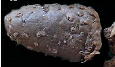 Latrunculia (Latrunculia) atkinsonae