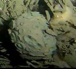 Latrunculai (Latrunculia) namaquaensis