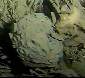 Latrunculai (Latrunculia) namaquaensis