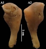 Podospongia capensis