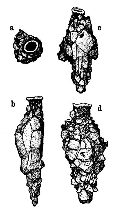 Reophax enormis Hada, 1929