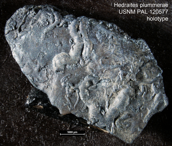 Hedraites plummerae Henbest, 1963 Holotype