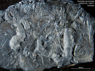 Hedraites plummerae Henbest, 1963 Holotype