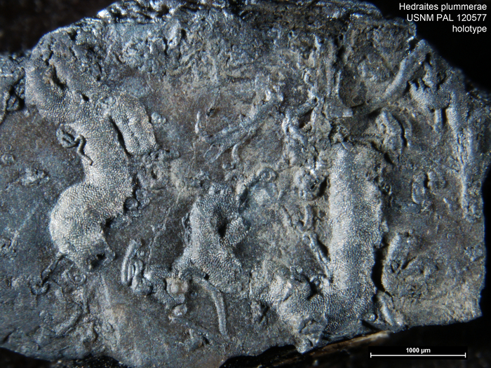 Hedraites plummerae Henbest, 1963 Holotype