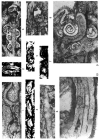Hedraites plummerae Henbest, 1963