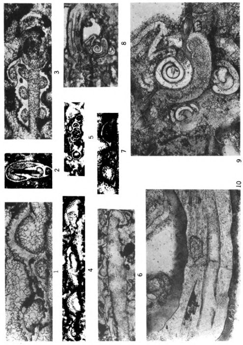 Hedraites plummerae Henbest, 1963