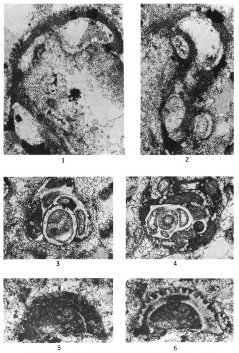 Hedraites plummerae Henbest, 1963