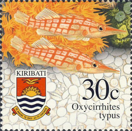 Oxycirrhites typus Oxycirrhites typus