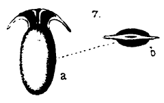 Lagena falcata Chaster, 1892