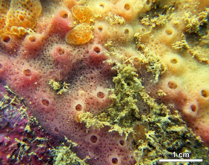 MNRJ 22776, Francês Beach (Marechal Deodoro, AL, Brazil)