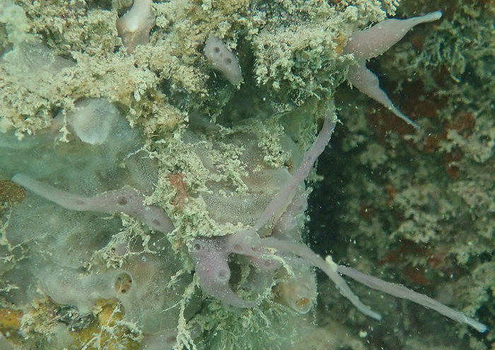 MNRJ 24068 (holotype) - Maceió harbour, AL, Brazil