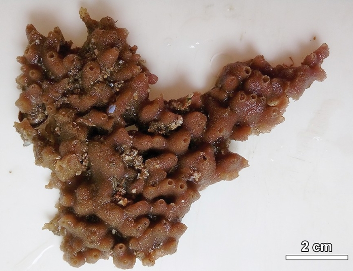 MNRJ 21568 - Haliclona (Chalinula) fluminense Bispo &amp; Hajdu, 2026 (holotype), Itaipu Beach (Niterói, RJ, Brazil)