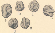Glomospira diversa Cushman & Waters, 1930