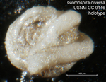 Glomospira diversa Cushman & Waters, 1930 Holotype