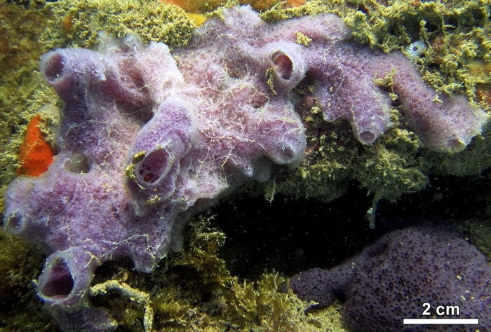 MNRJ 22786 - Haliclona (Chalinula) helenae Bispo &amp; Hajdu, 2026 (paratype) - Marechal Deodoro (AL, Brazil)