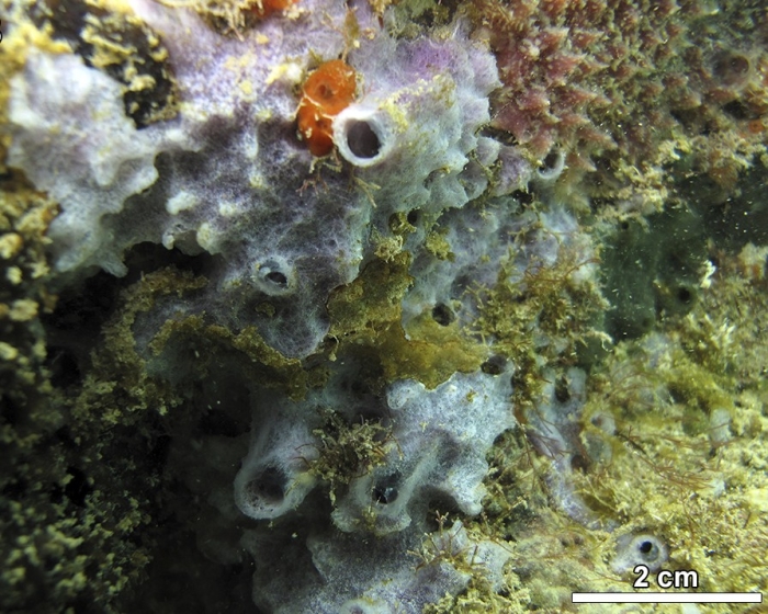 MNRJ 15401 - Haliclona (Chalinula) helenae Bispo &amp; Hajdu, 2026 (paratype) - Marechal Deodoro (AL, Brazil)