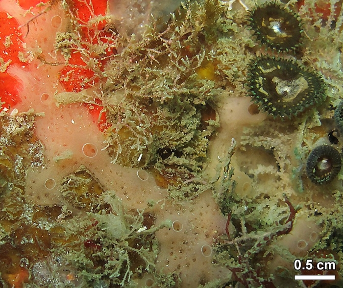 MNRJ 17224 - Haliclona (Chalinula) ivanae Bispo &amp; Hajdu, 2026 (paratype) - Angra dos Reis (RJ, Brazil)