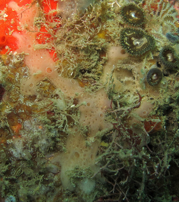 MNRJ 17224 - Haliclona (Chalinula) ivanae Bispo &amp; Hajdu, 2026 (paratype) - Angra dos Reis (RJ, Brazil)