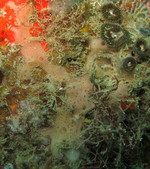 MNRJ 17224 - Haliclona (Chalinula) ivanae Bispo & Hajdu, 2026 (paratype) - Angra dos Reis (RJ, Brazil)