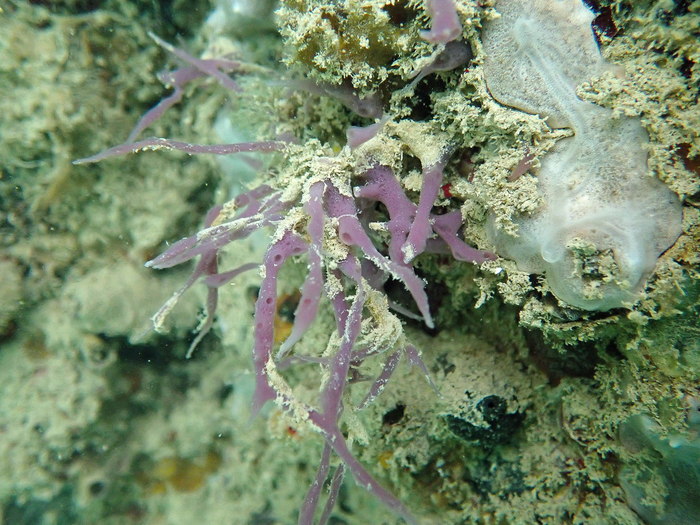 MNRJ 24073 - Haliclona (Chalinula) djavani Bispo &amp; Hajdu, 2026 (paratype) - Maceió (AL, Brazil)