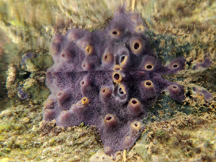 MNRJ 17287 - Haliclona (Reniera) implexiformis (Hechtel, 1965) - Marechal Deodoro (AL, Brazil)