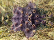 MNRJ 17287 - Haliclona (Reniera) implexiformis (Hechtel, 1965) - Marechal Deodoro (AL, Brazil)