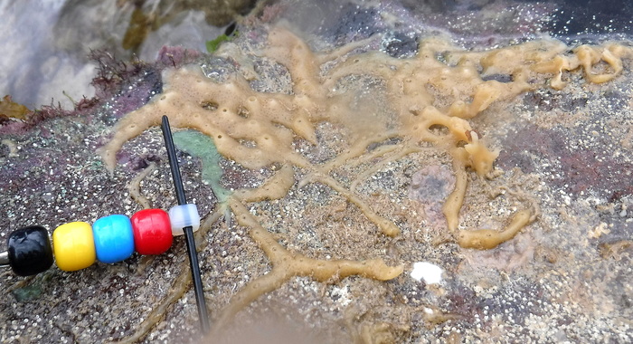 MNRJ 20478 - Haliclona (Reniera) laubenfelsi van Soest &amp; Hooper, 2020 - Porto Seguro (BA, Brazil)