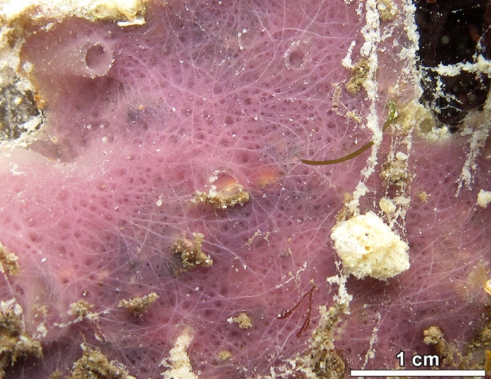 MNRJ 20062 - Haliclona (Reniera) mucitoxifera Bispo &amp; Hajdu, 2026 (holotype) - Caucaia (CE, Brazil)