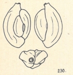 Adelosina duthiersi var. laevigata Wiesner, 1923
